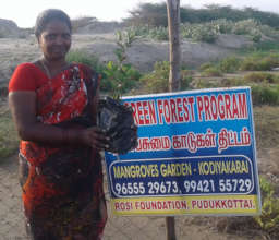 Saplings are ready to be planted