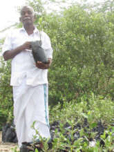 Saplings are ready to be planted