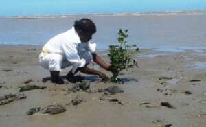 Mangrove's sapling planting