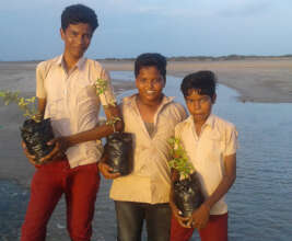 Mangrove plantation work