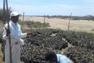 Saplings are ready to be planted