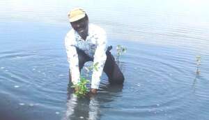 In Mangrove's sapling planting work by chairman
