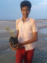 Saplings is planted