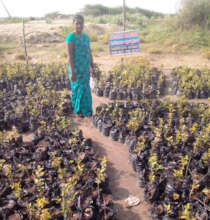 Nursery Developing for Mangroves