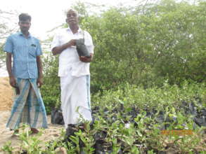 Planting of mangroves