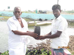 Fisherman getting saplings for plantation
