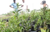 Wet Land Mangrove promotion and Conservation