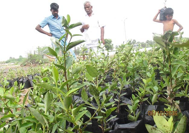 Wet Land Mangrove promotion and Conservation