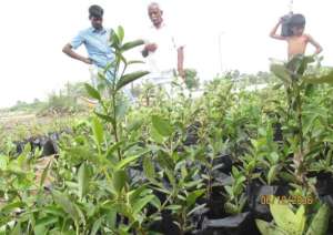 Wet Land Mangrove promotion and Conservation