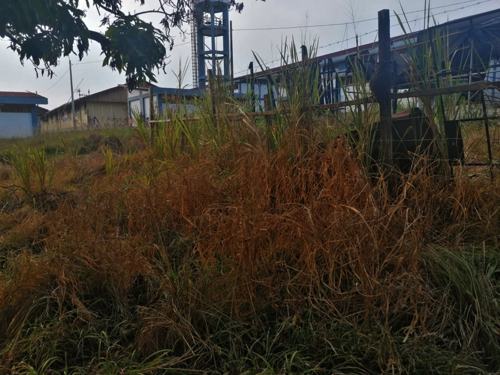 Before: Overgrown aquaponic system awaits facelift