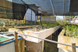 After the fire - empty grow beds