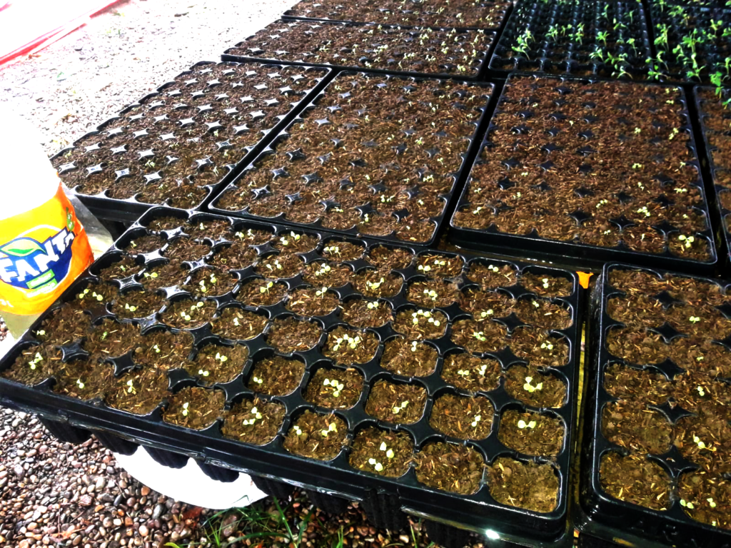 Pepper & lettuce seedlings ready for transplant