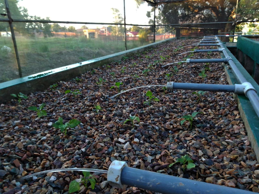 After: Renewed tanks are pumping water to growbeds