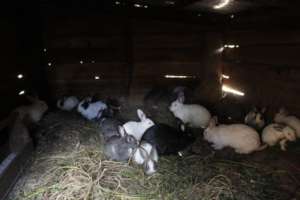 Rabbits for distribution to one community