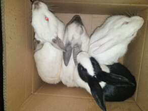 Some of the rabbits before the handover