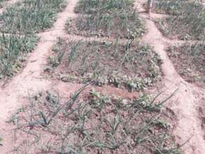 Onion manually irrigated