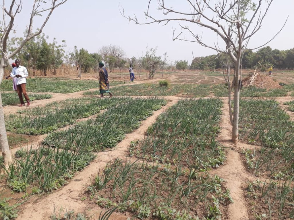 Community Micro-Irrigation Solar Project for Women