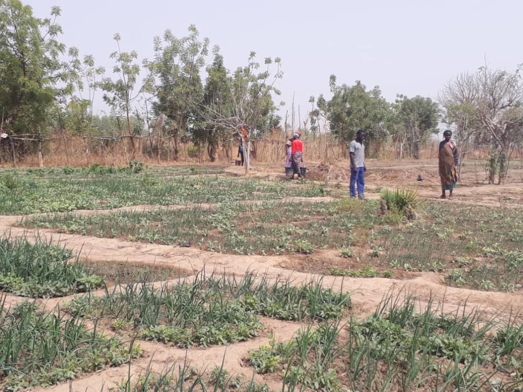 Community Micro-Irrigation Solar Project for Women