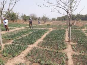 "Lagmtaaba la Nongo" vegetables farm