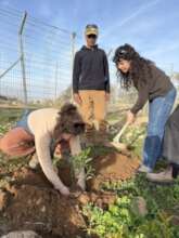 Winter Cohort tree planting with RHR