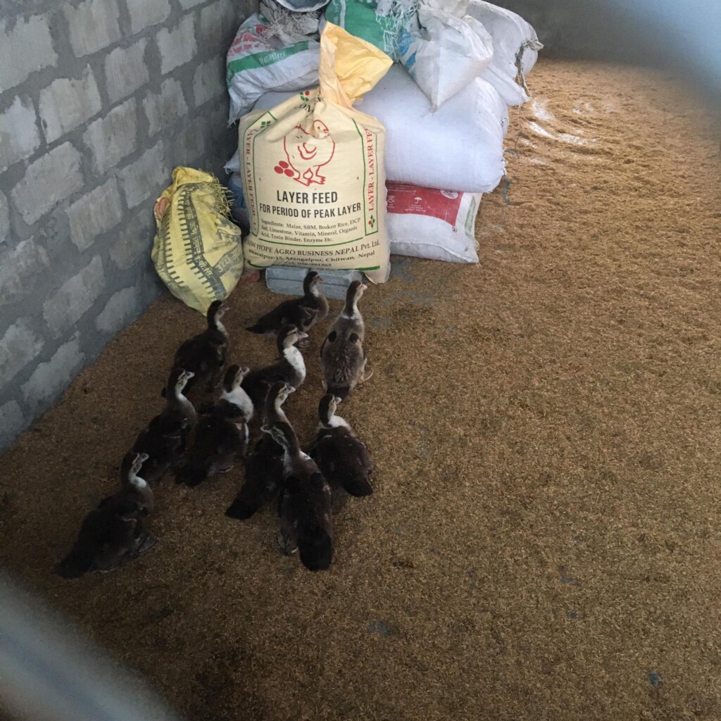 Ducklings