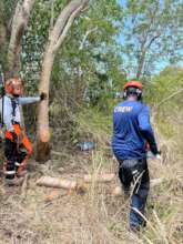 Chainsaw Training