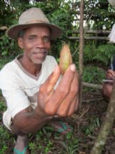 Jean Argent and A. suraka cocoon from his farm