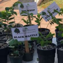 Community plant giveaway