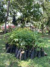 Putting the trees in place