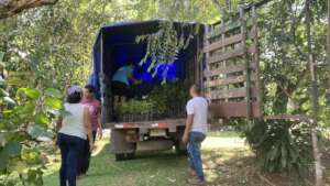 Trees arriving at the communities