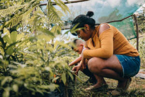 Caring for plants
