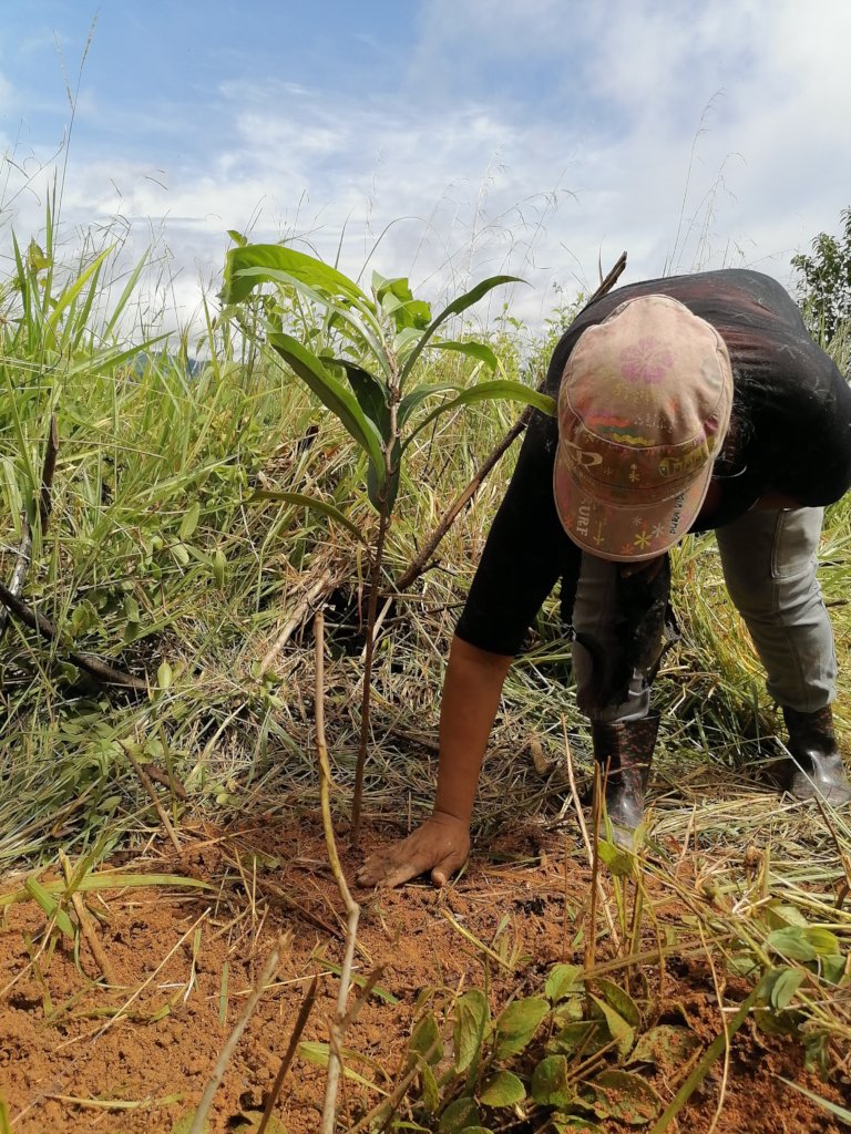 Bruncajc women from the community planting tree