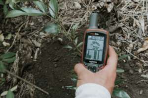 All our trees are georeferenced