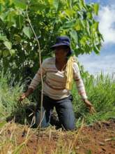 Indigenous women from the community planting