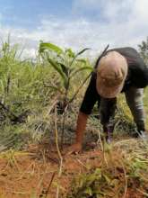 Bruncajc women from the community planting tree