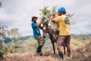 Taking the plants to the top of the mountain