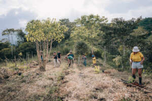 Agroforestry systems