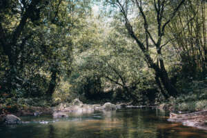 Boruca river and forest