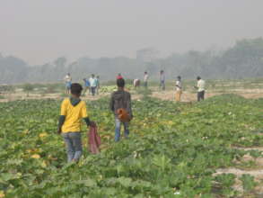 production of vegetable