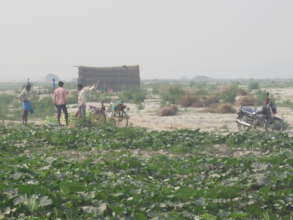 vetgtable farming on the bank of river.