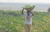 SAHAYATRA for River Bed Vegetable Farming