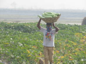 SAHAYATRA for River Bed Vegetable Farming