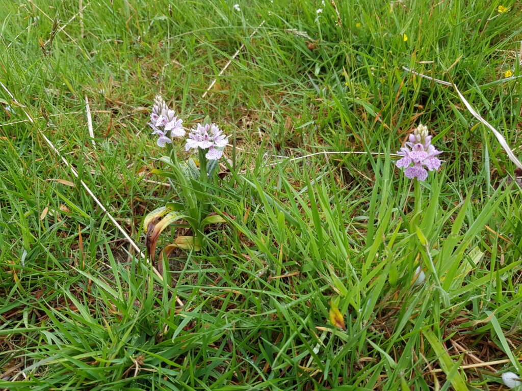 Orchids