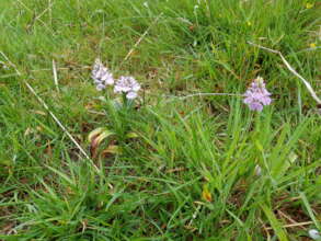 Orchids