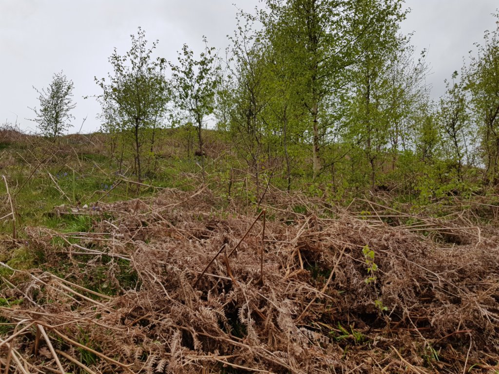 New birch trees