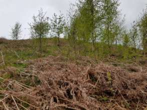 New birch trees