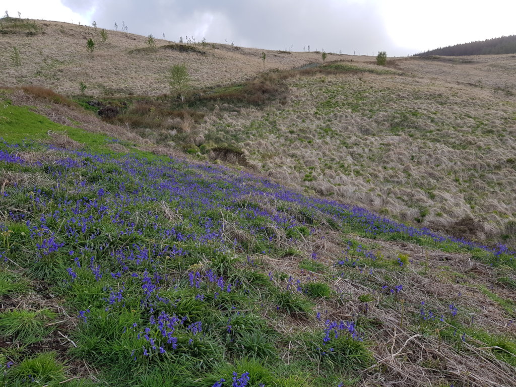 Tree regeneration with bluebells