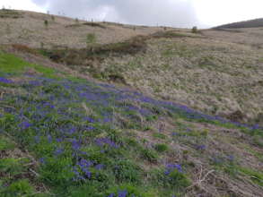 Tree regeneration with bluebells