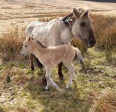 Foal spring 2022