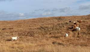 The cattle heading home